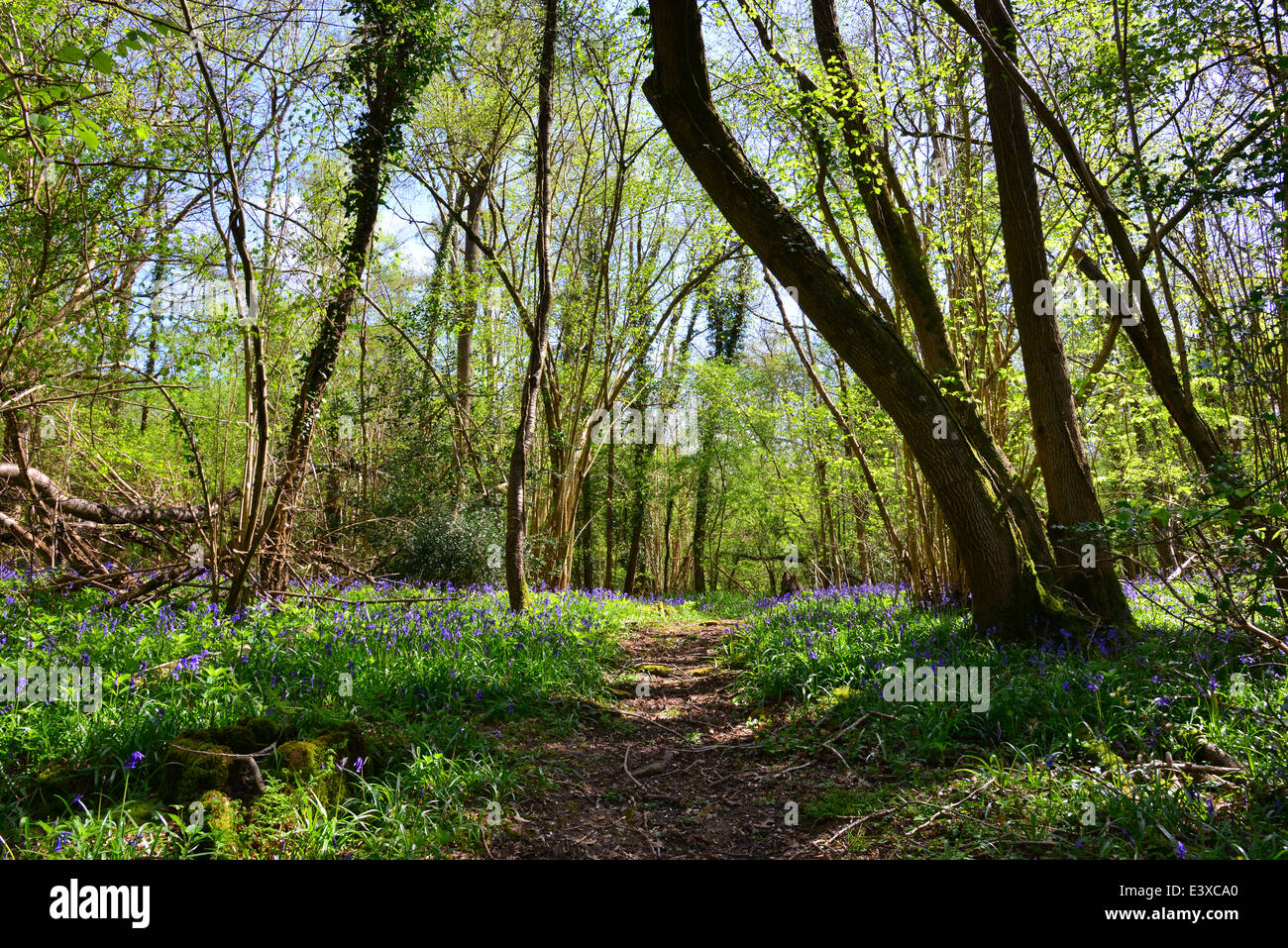 Bluebells, Dragon's Green, West Sussex Stock Photo