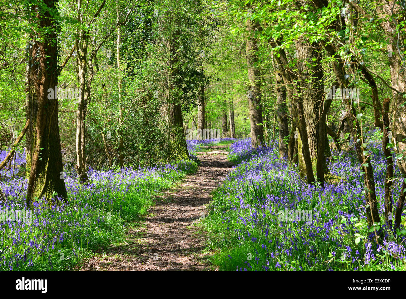 Bluebells, Dragon's Green, West Sussex Stock Photo