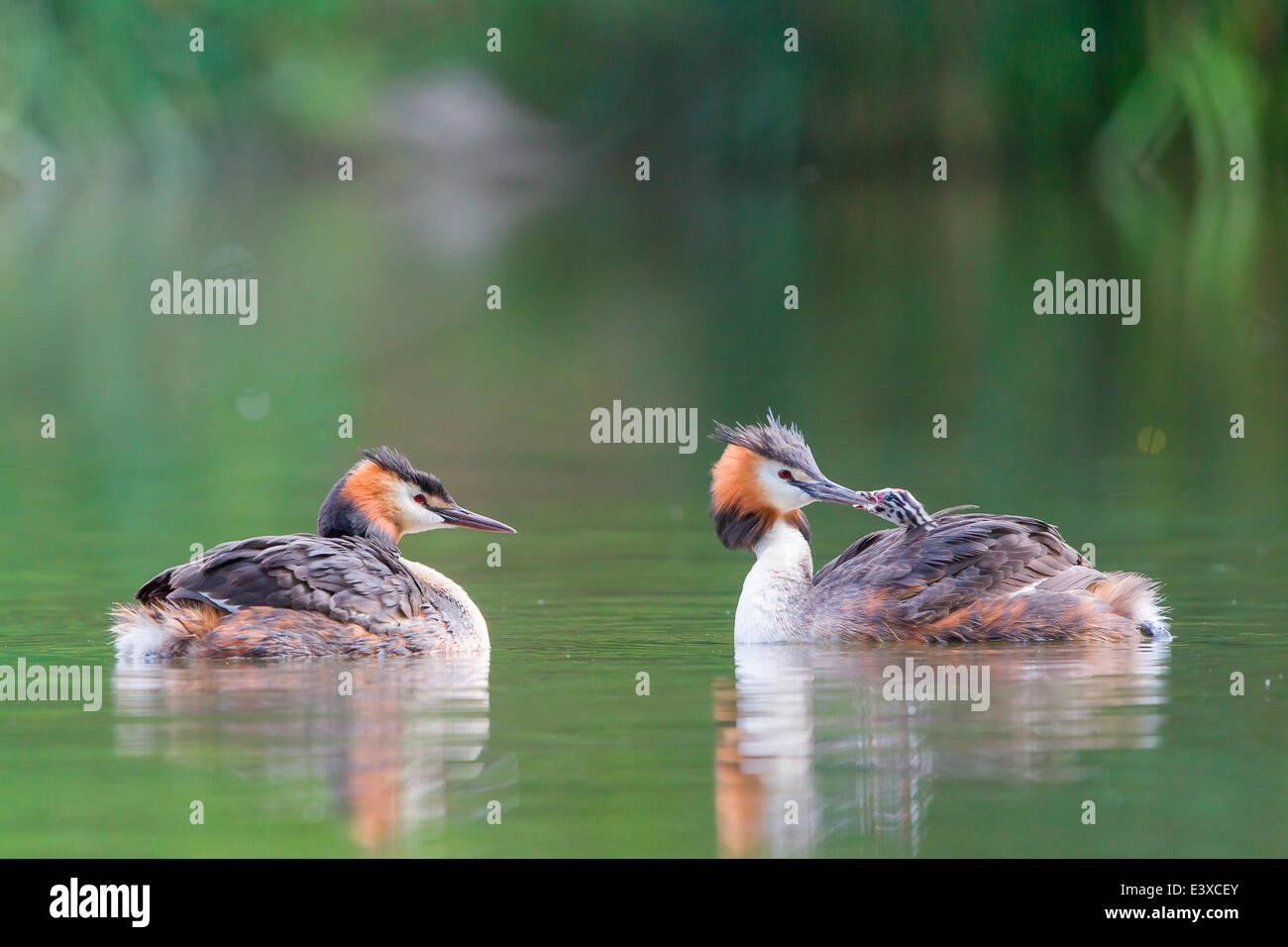 Great Crested Grebes (Podiceps cristatus) feeding a chick, North Hesse, Hesse, Germany Stock Photo