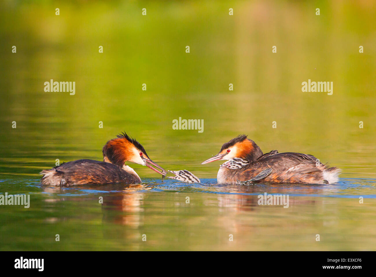 Great Crested Grebes (Podiceps cristatus), feeding a chick on the water, North Hesse, Hesse, Germany Stock Photo