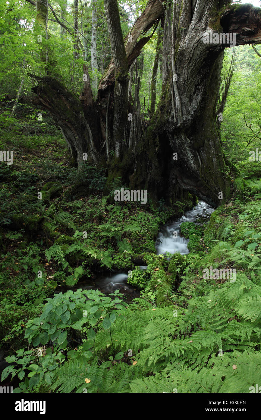 Greenery Stock Photo