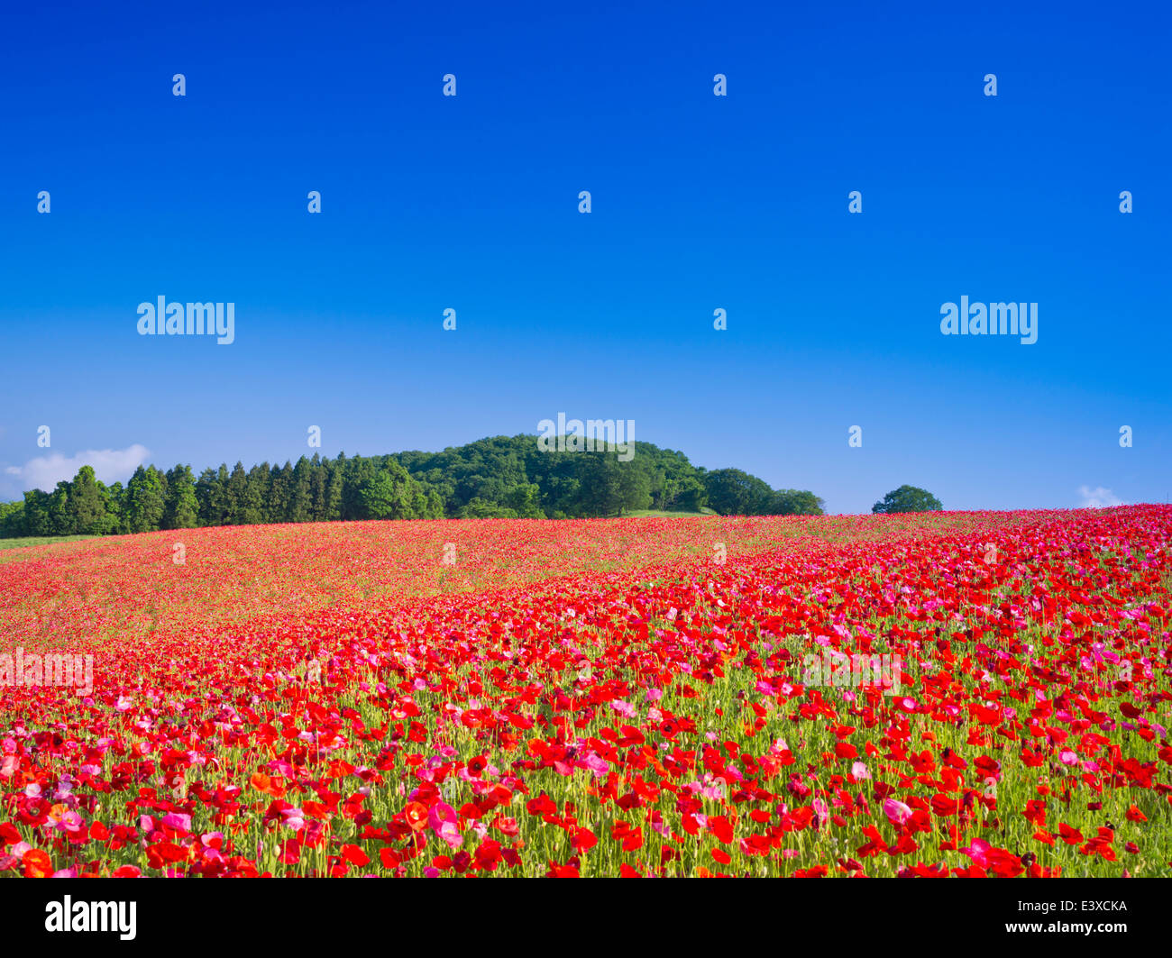 Flower garden and sky Stock Photo - Alamy