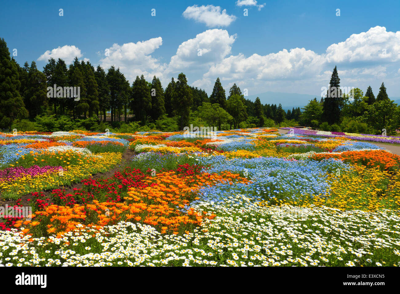 Flower garden and sky Stock Photo - Alamy