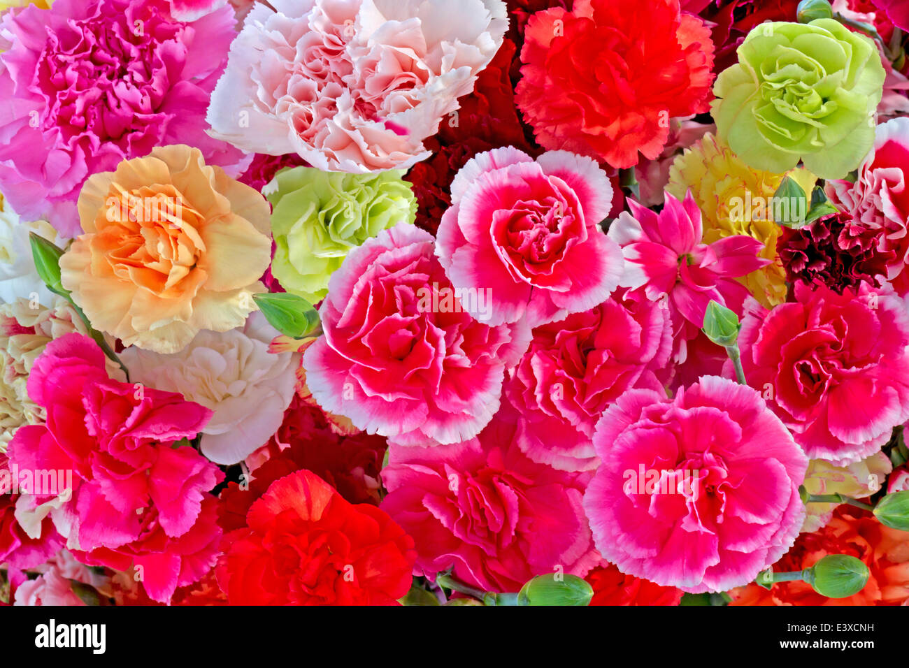 Carnation Greenhouse High Resolution Stock Photography and Images Alamy