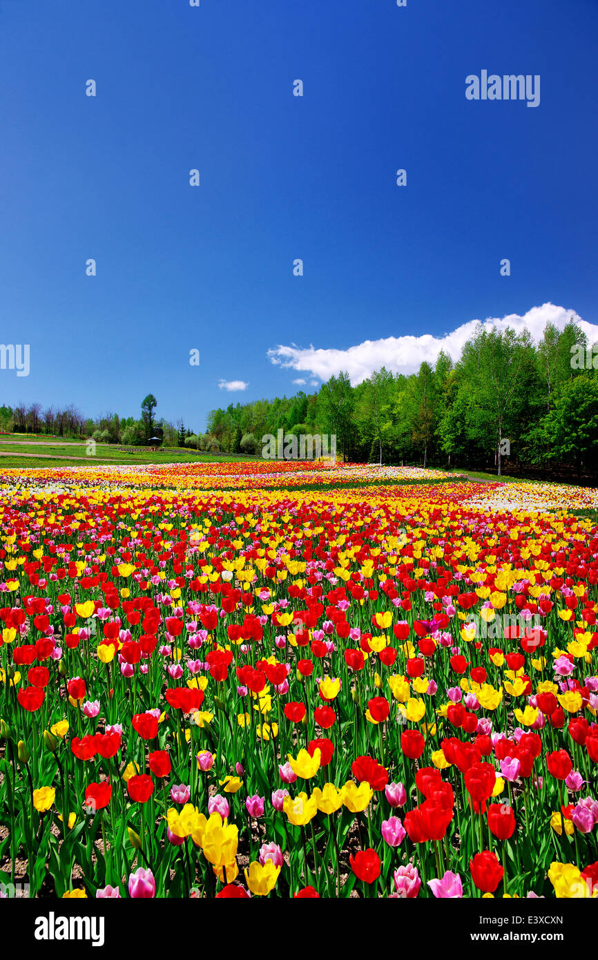 Flower garden and sky Stock Photo - Alamy