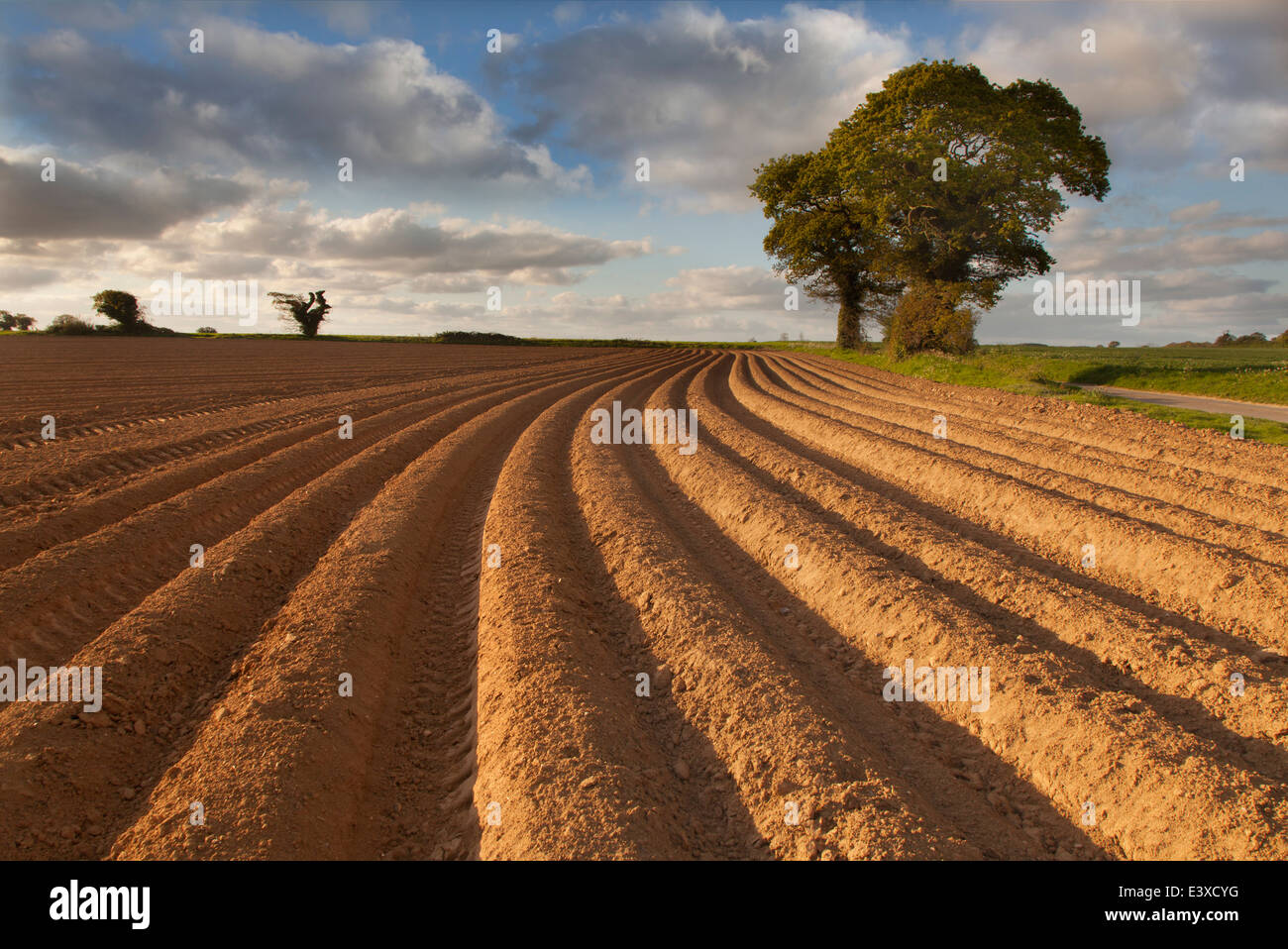Newly planted potato field Norfolk Stock Photo