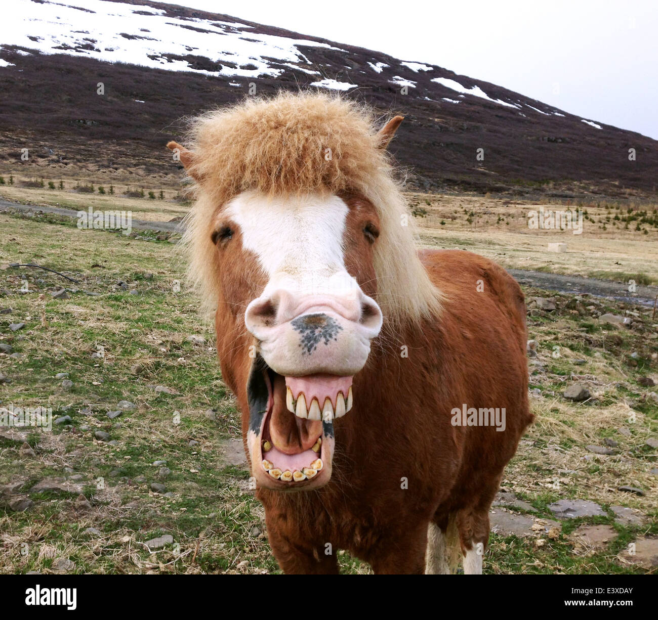 Funny portrait of Icelandic horse Stock Photo