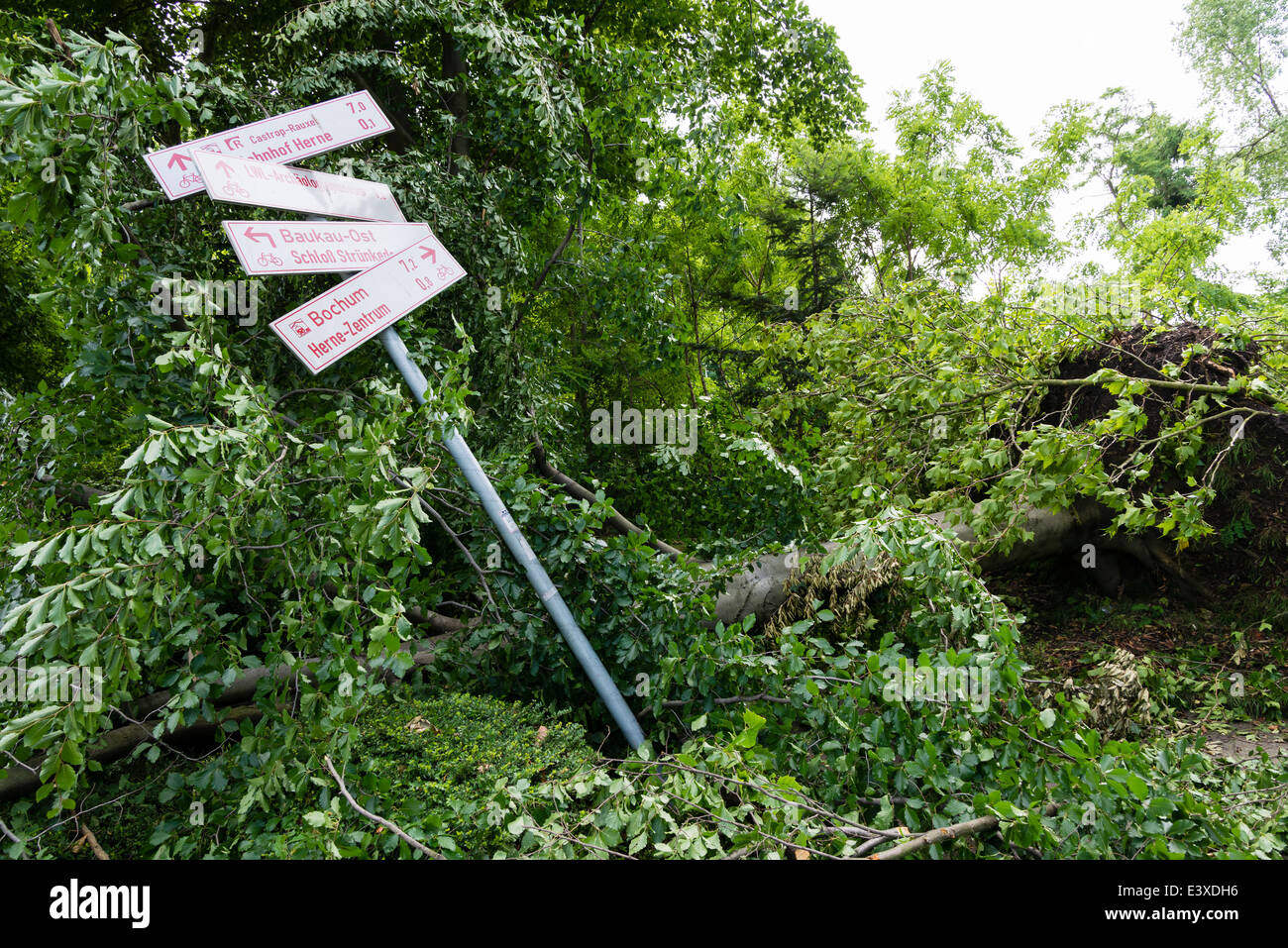 A fallen tree lay on a traffic sign in Herne, Ruhr area, Western Germany after the severe storm front Ela Stock Photo