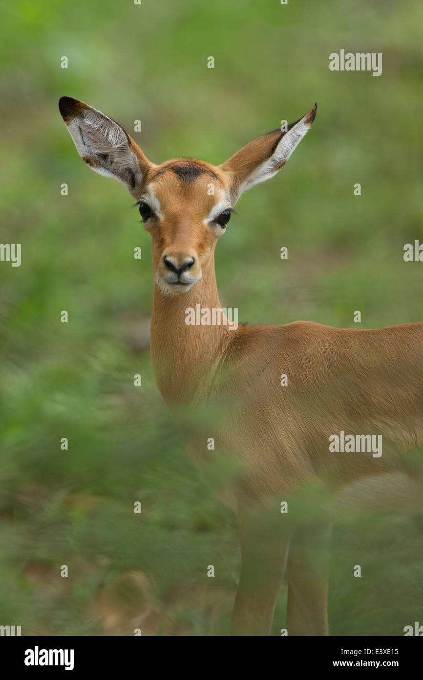 Young impala in kruger hi-res stock photography and images - Alamy