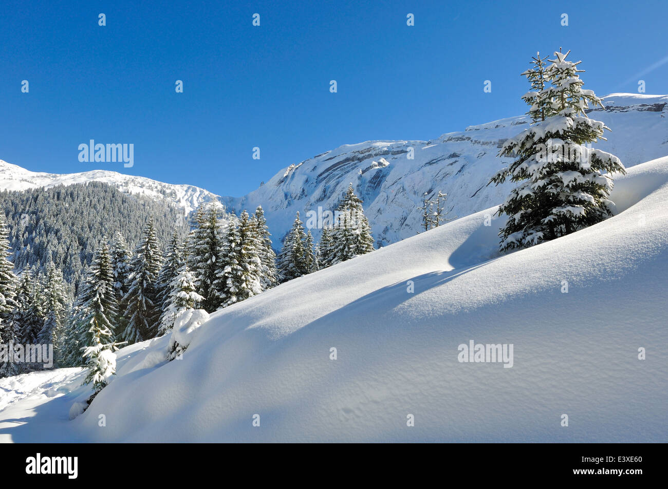 beautiful winter landscape with firs under blue sky Stock Photo