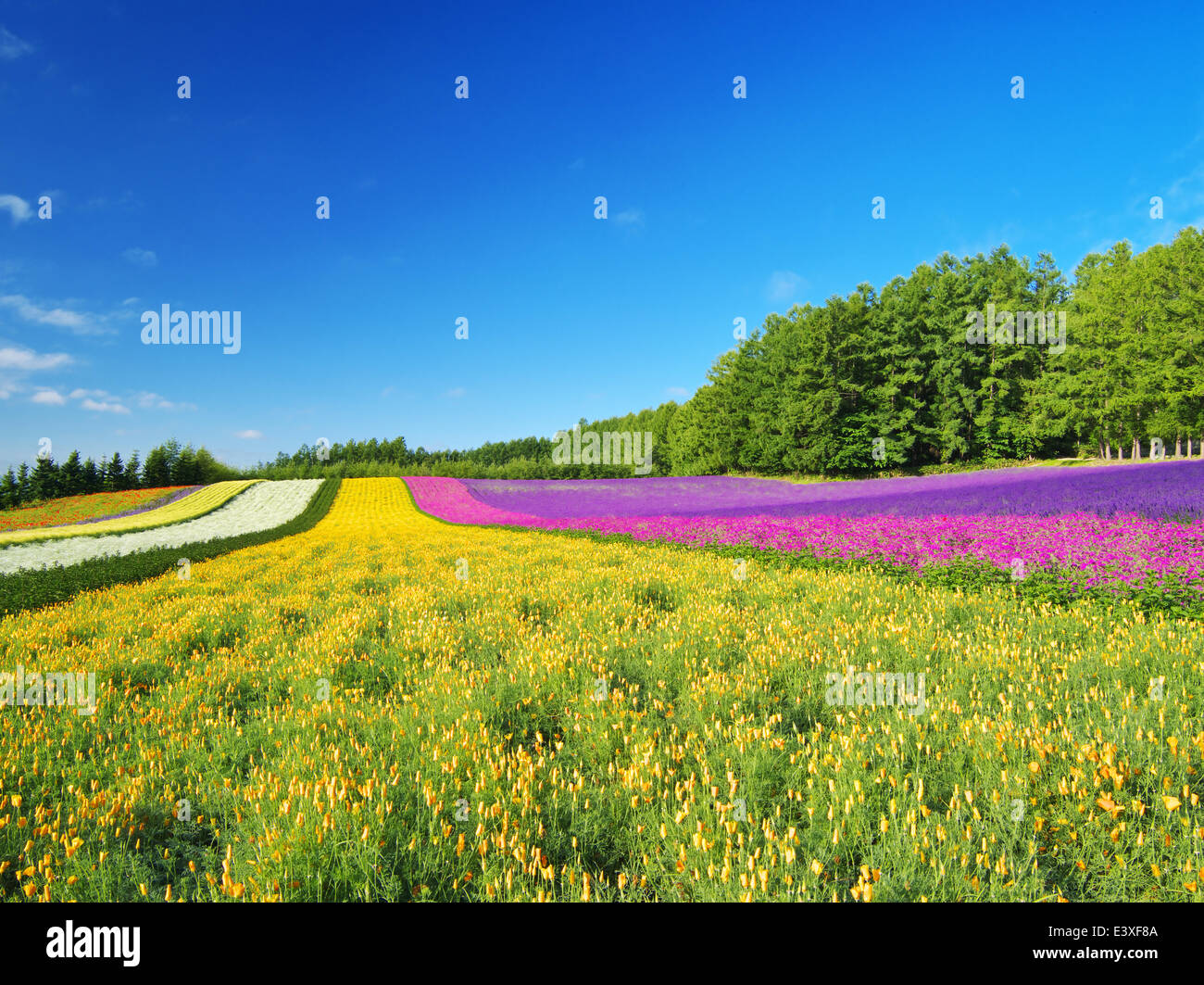 Flower garden and sky Stock Photo - Alamy