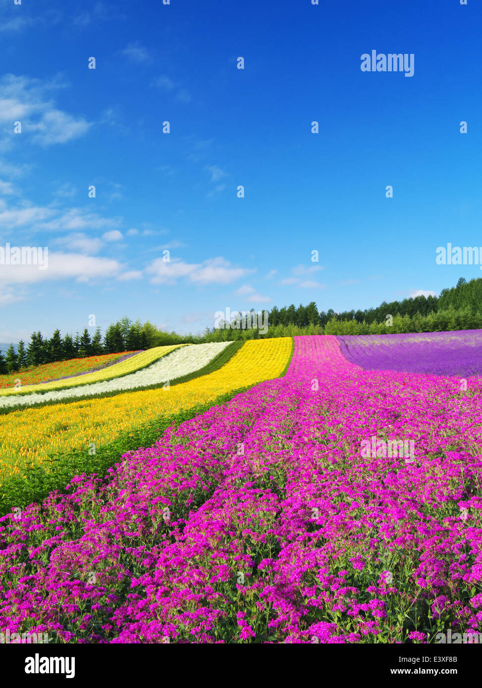 Flower garden and sky Stock Photo - Alamy