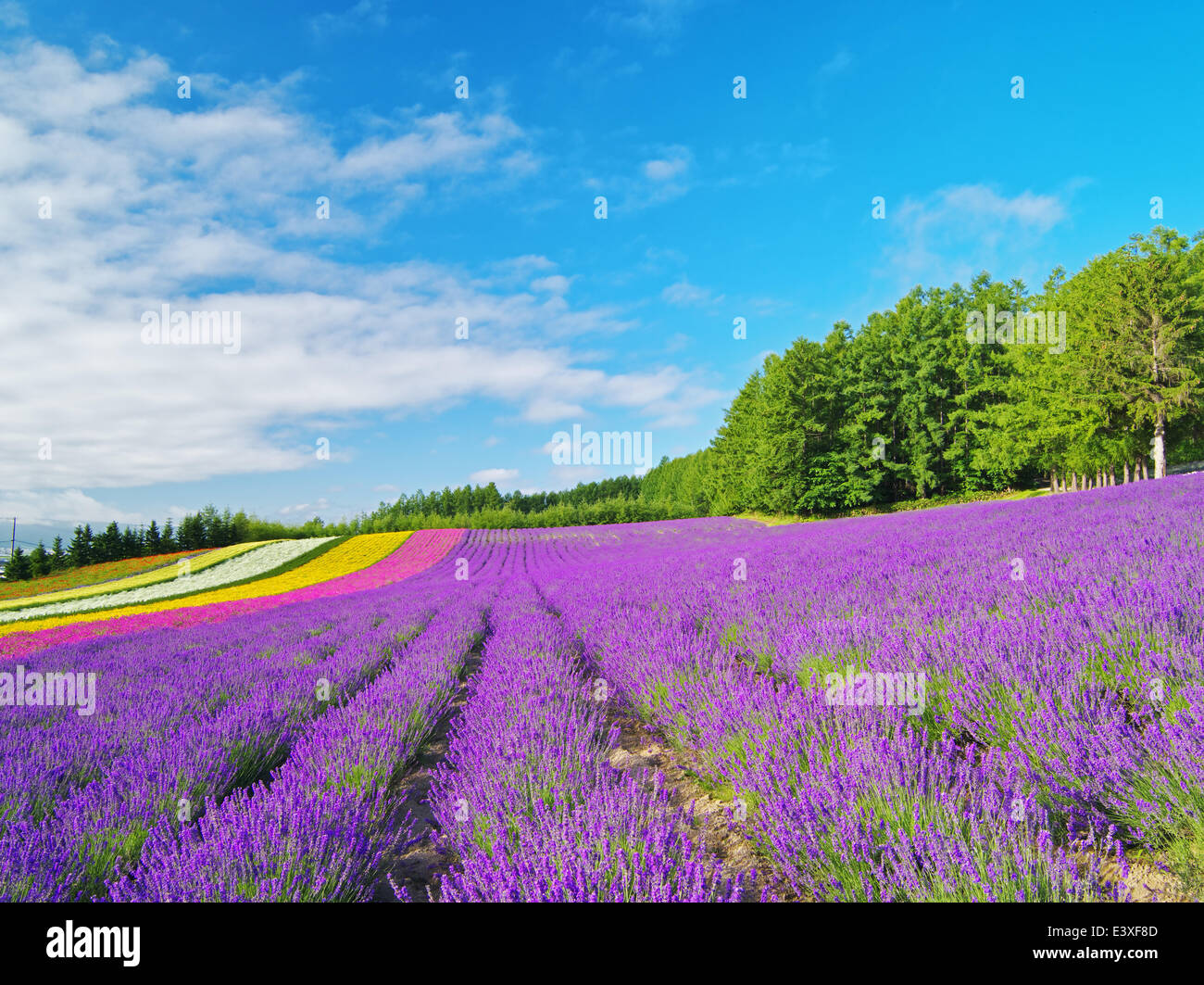 Flower garden and sky Stock Photo - Alamy
