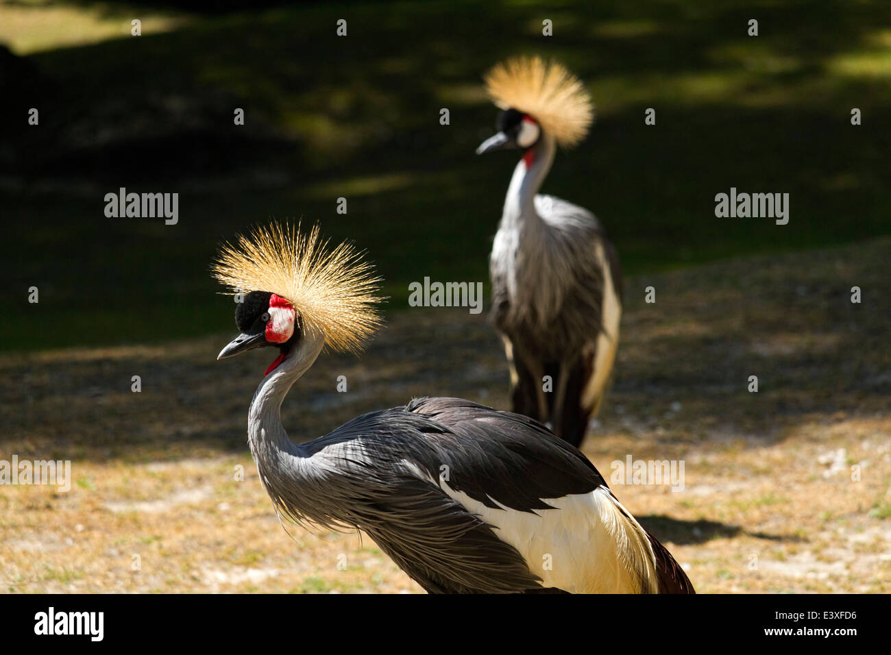 Grey Crowned Crane (Balearica regulorum), Hellabrunn Zoo, Munich, Upper Bavaria, Germany, Europe. Stock Photo