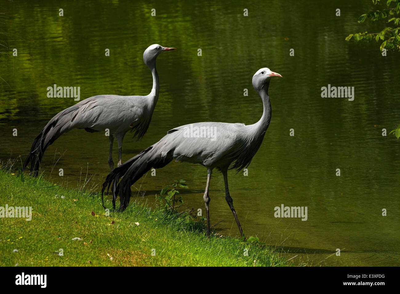 Blue Cranes (Anthropoides paradisea) at waters edge, Hellabrunn Zoo, Munich, Upper Bavaria, Germany, Europe. Stock Photo