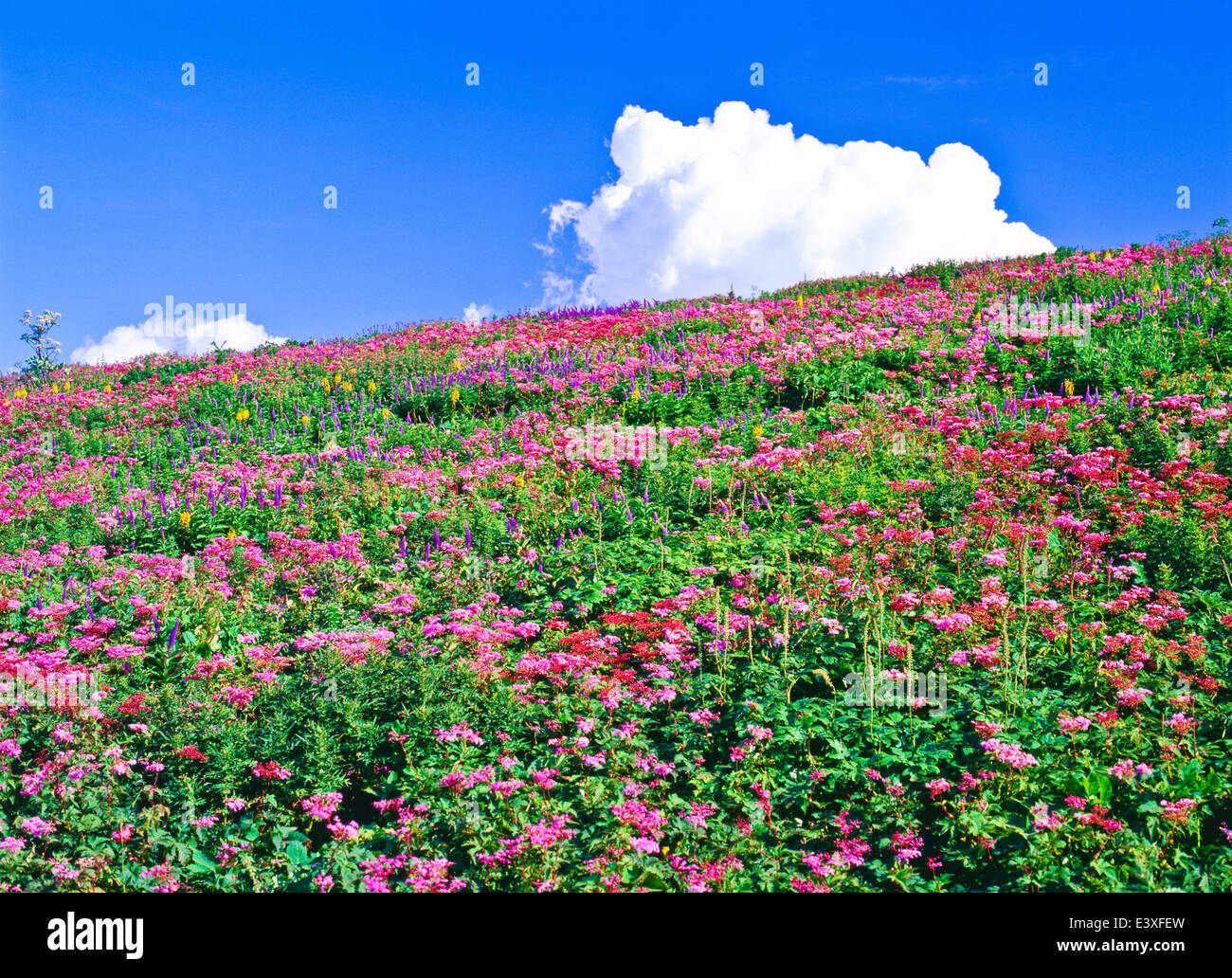 Flower garden and sky Stock Photo
