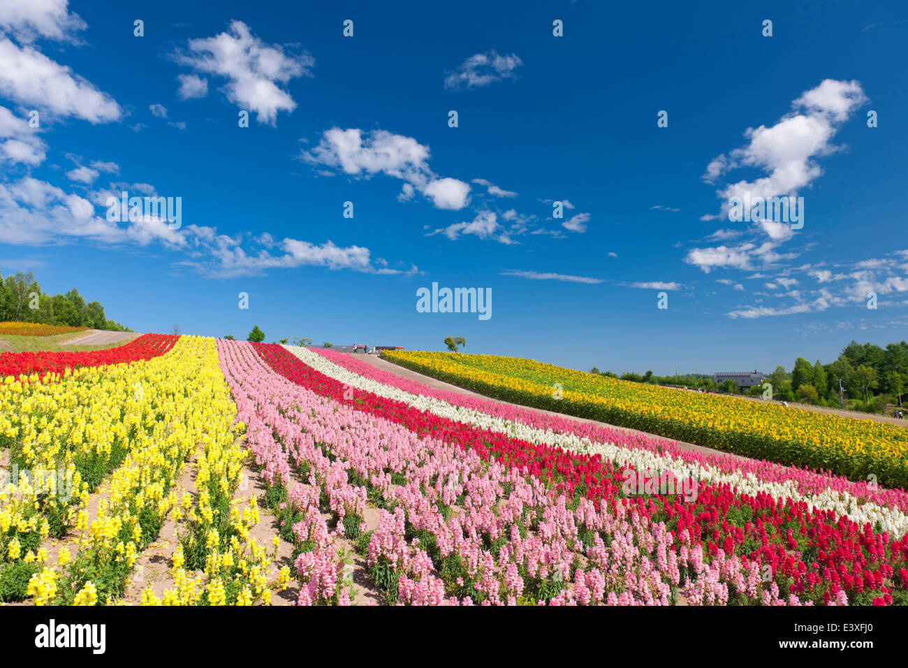 Flower garden and sky Stock Photo Alamy