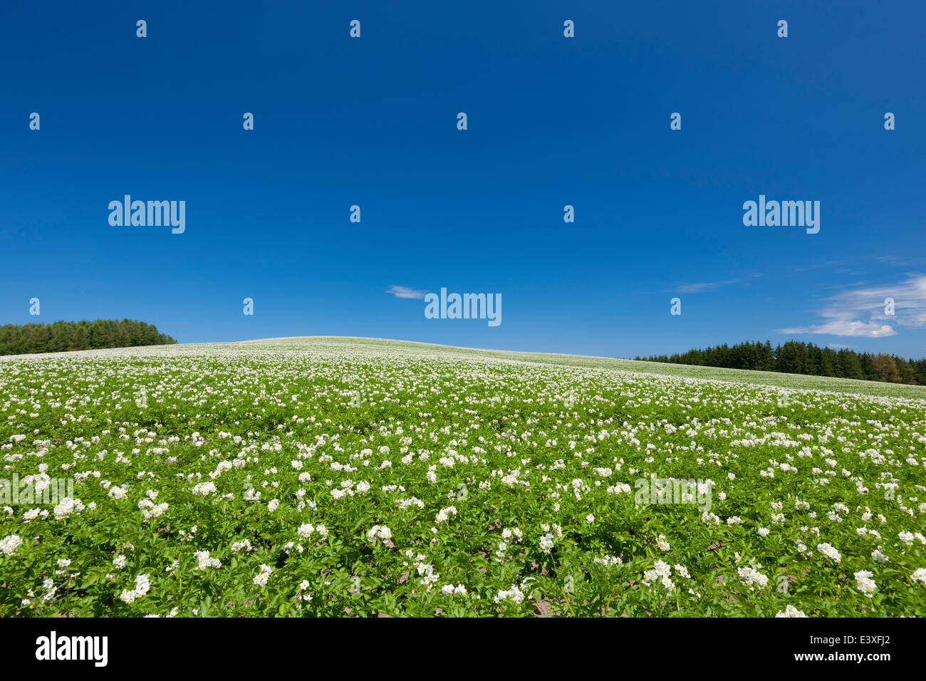 Flower garden and sky Stock Photo - Alamy