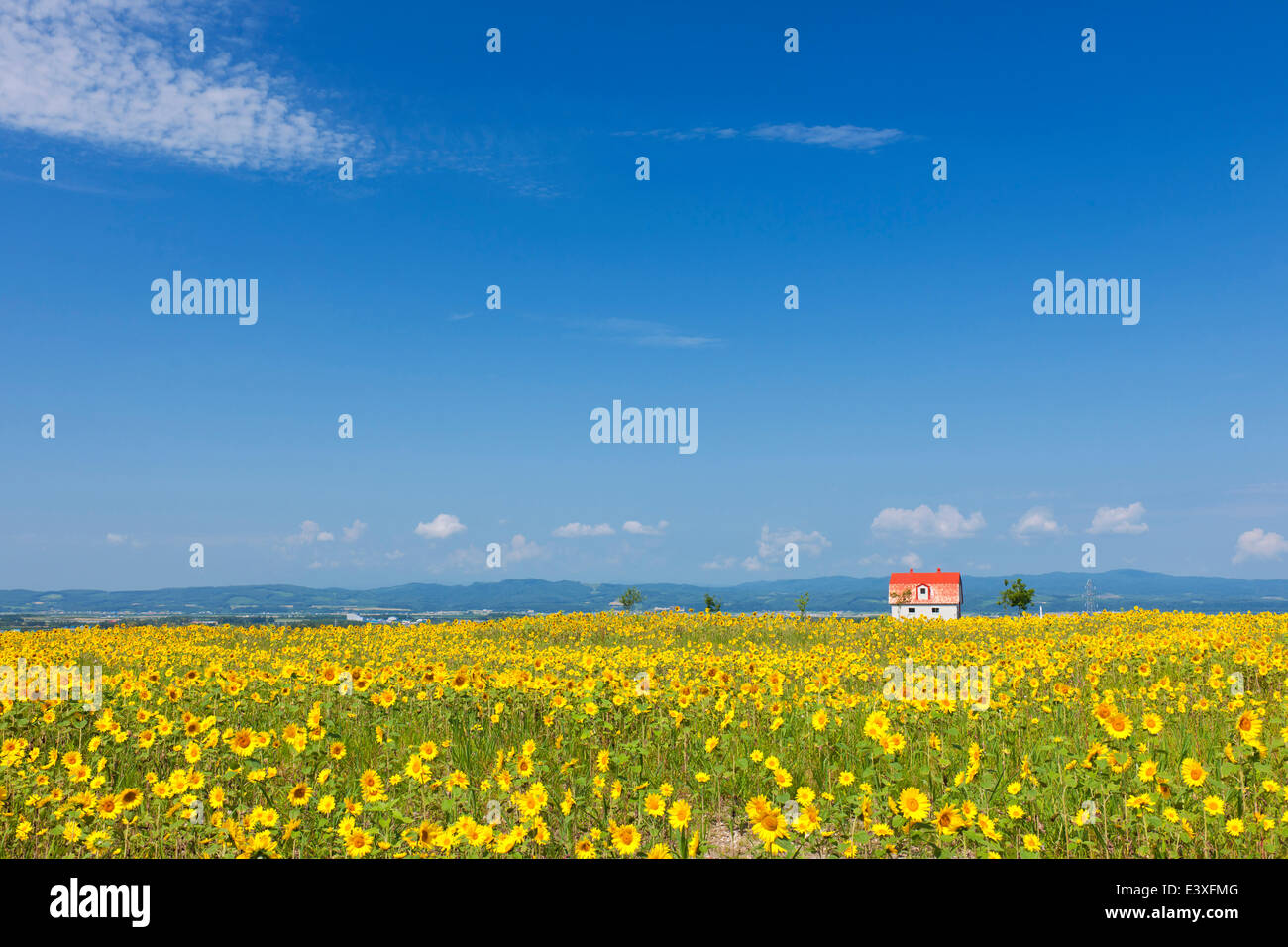 Flower garden and sky Stock Photo - Alamy