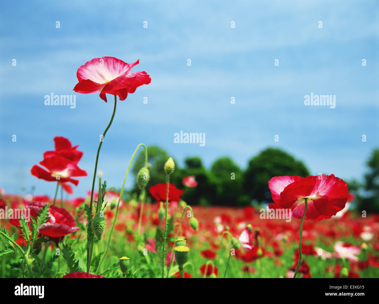 Flower garden and sky Stock Photo - Alamy