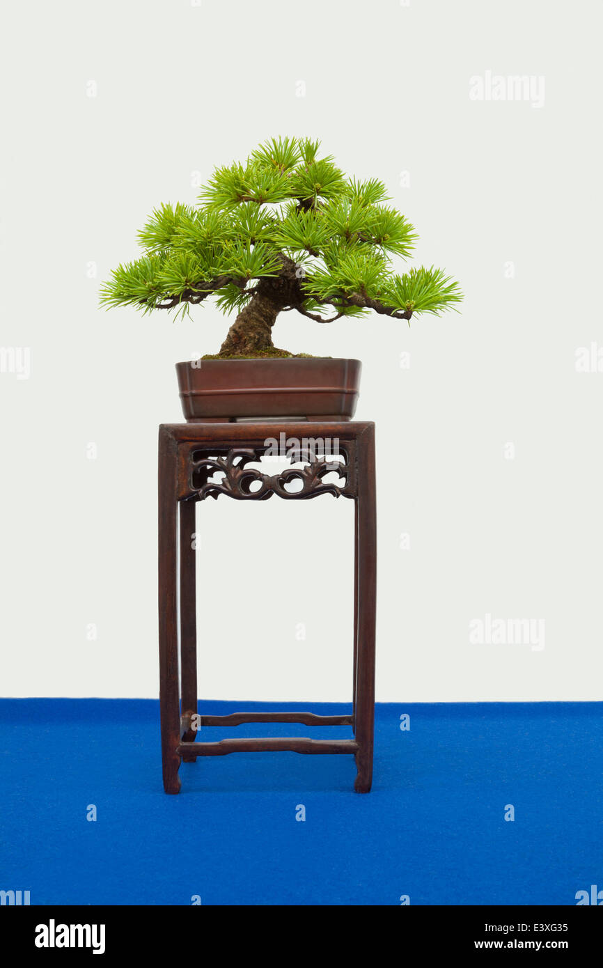 Bonsai Stock Photo