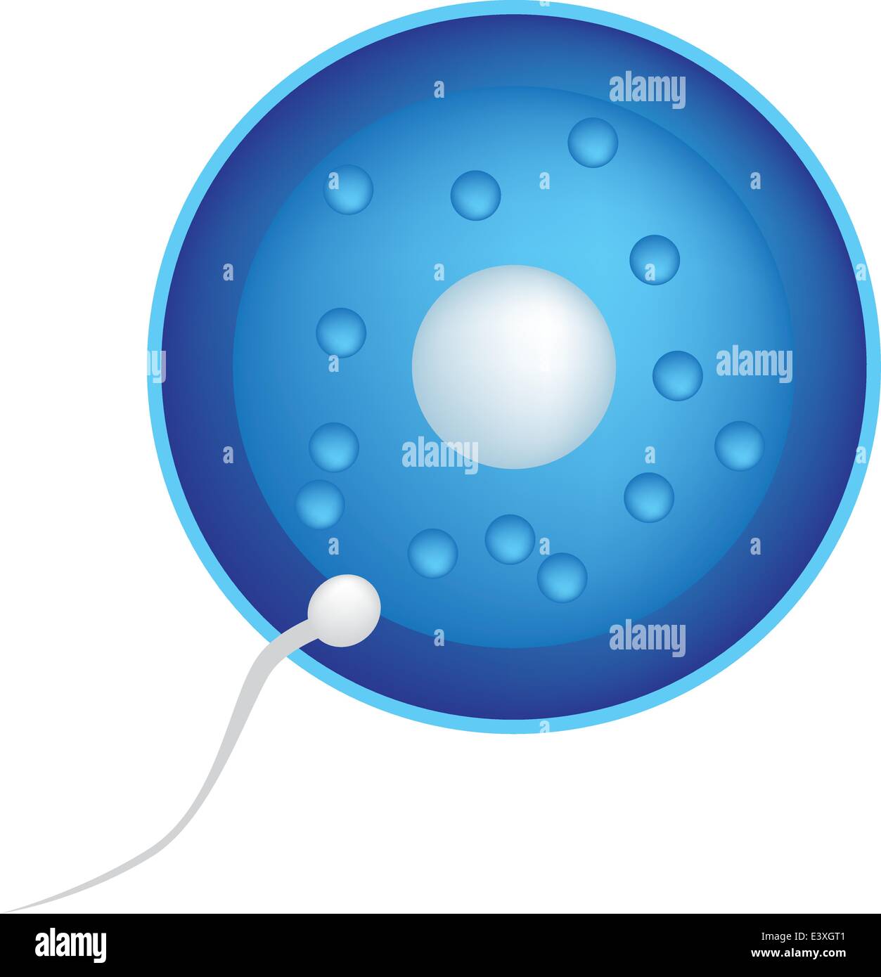 Sperm and egg hi-res stock photography and images - Alamy