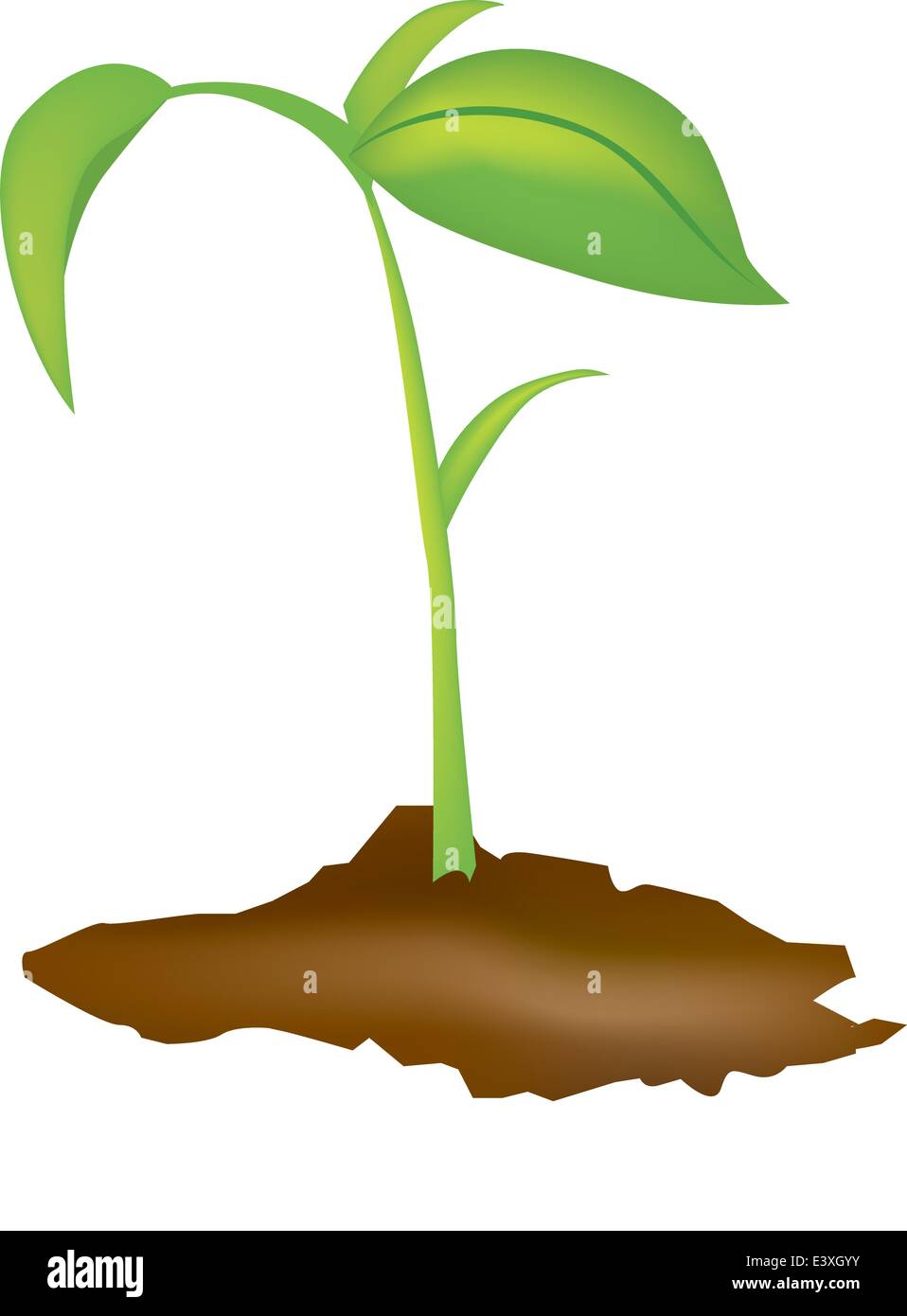 Seedling Stock Vector Images - Alamy