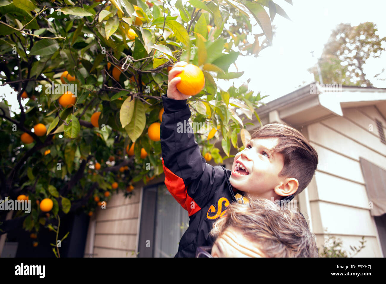 Caucasian boy picking fruit on father's shoulders Stock Photo