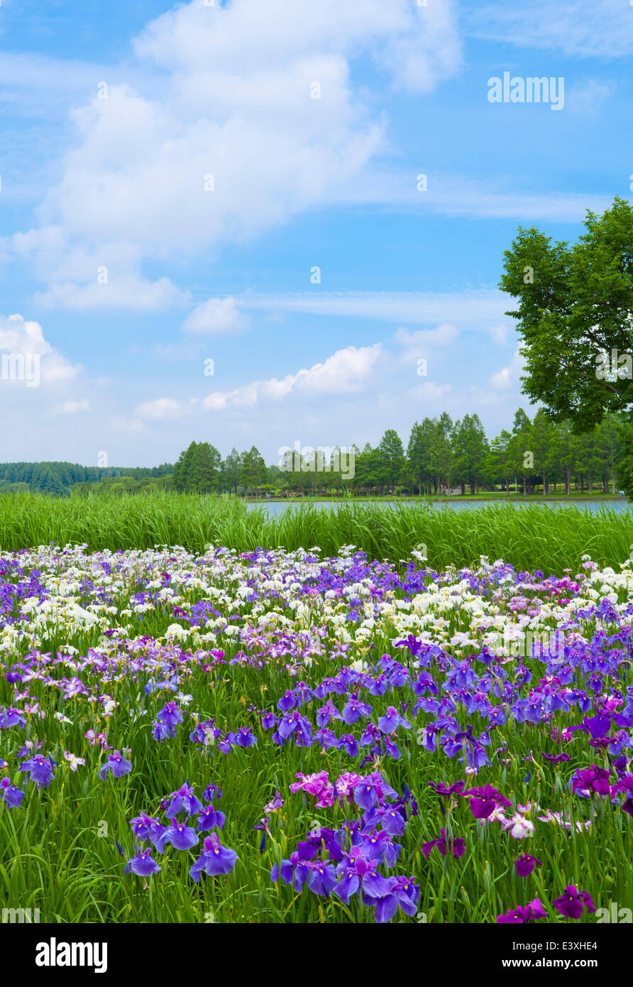 Flower garden and sky Stock Photo Alamy