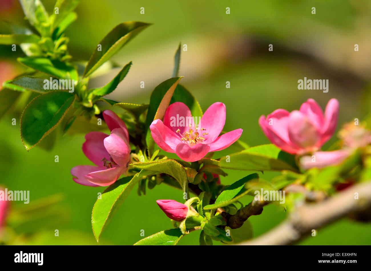 Flower close-up Stock Photo