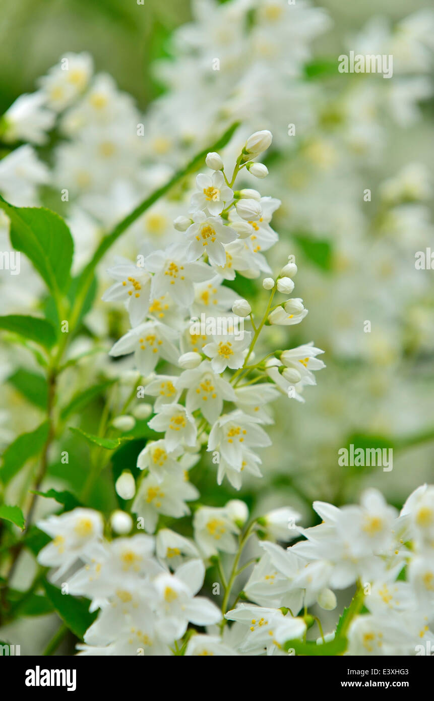 Flower close-up Stock Photo