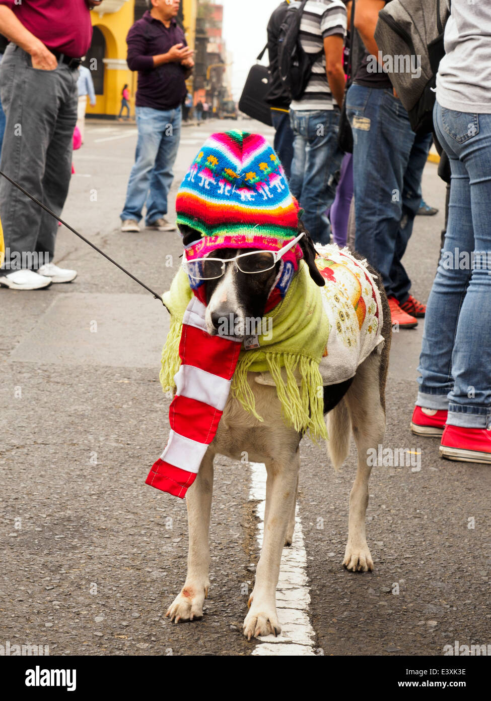 Dressed up dog in Plaza de Armas - Lima, Peru Stock Photo