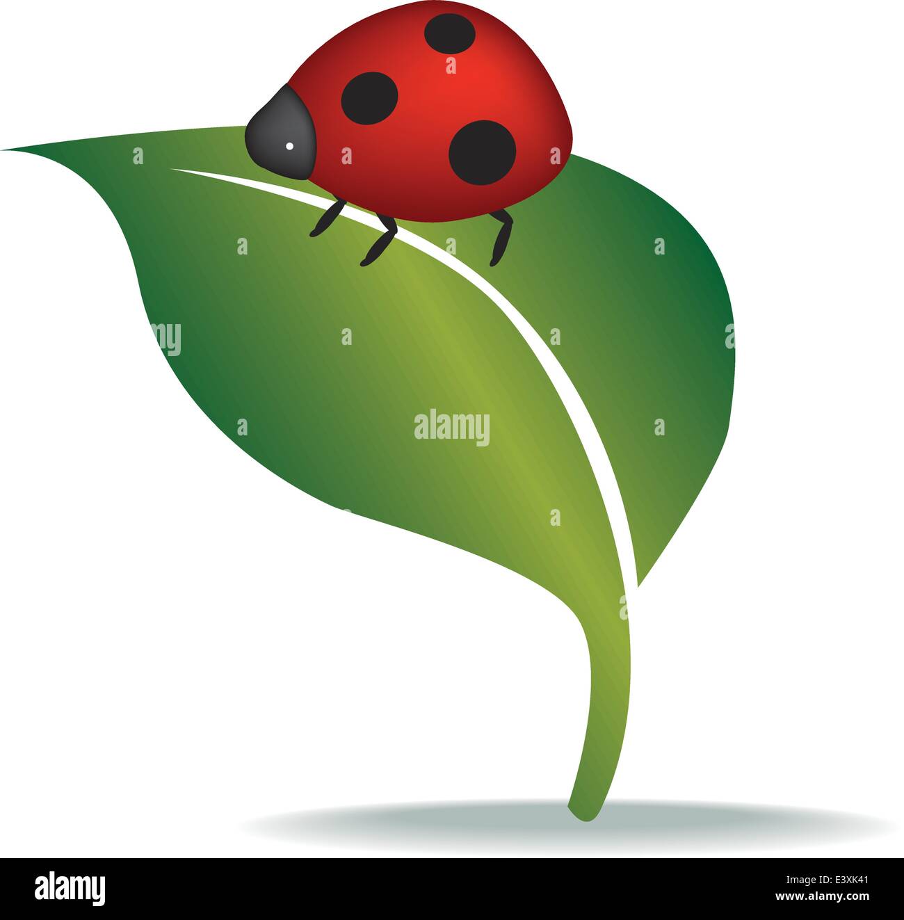 illustration of a ladybird on leaf close up Stock Vector Image & Art ...