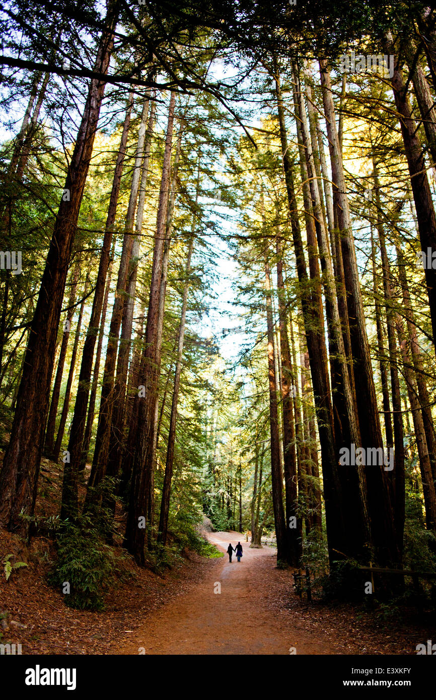 Dirt path through trees in forest Stock Photo