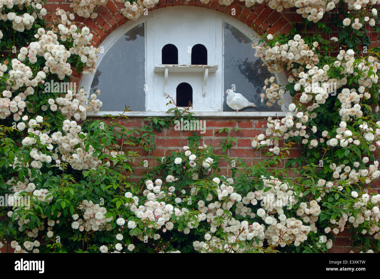 Old Dovecote with White Dove and climbing white roses Norfolk Stock Photo