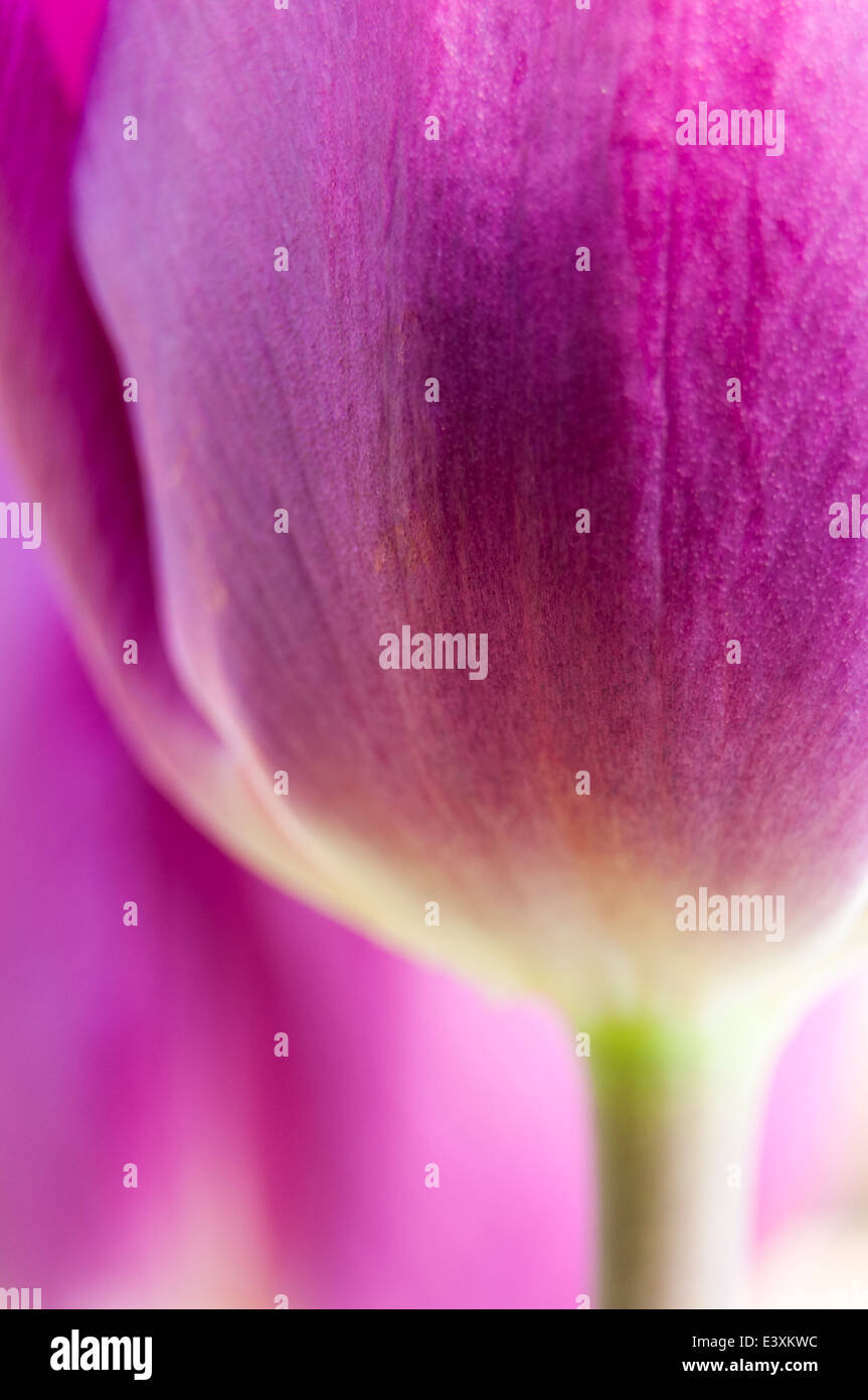 Close up of purple coloured tulip flowers Stock Photo - Alamy
