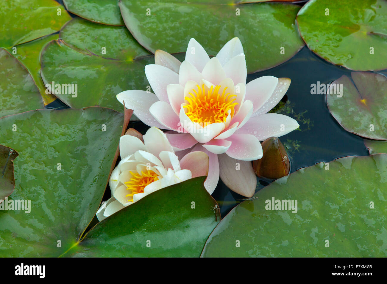 White water-lily and leaves in garden pond Stock Photo