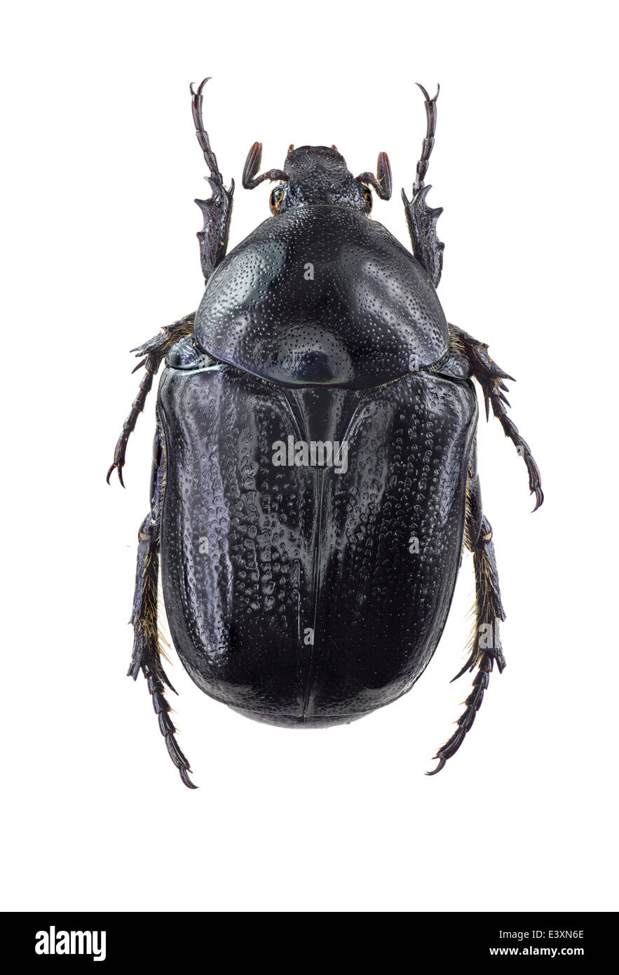 Coleoptera; Scarabaeidae; Protaetia sadea; Gory & Percheron 1833; L: 25 mm; Stock Photo