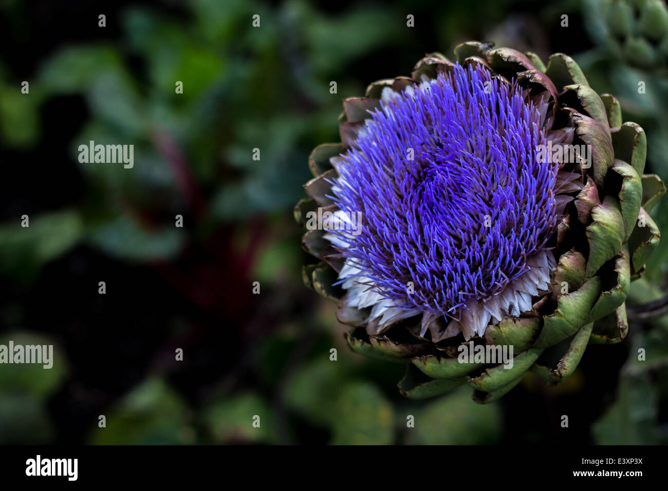 Globe Artichoke in flower, displaying dazzling blue petals Stock Photo