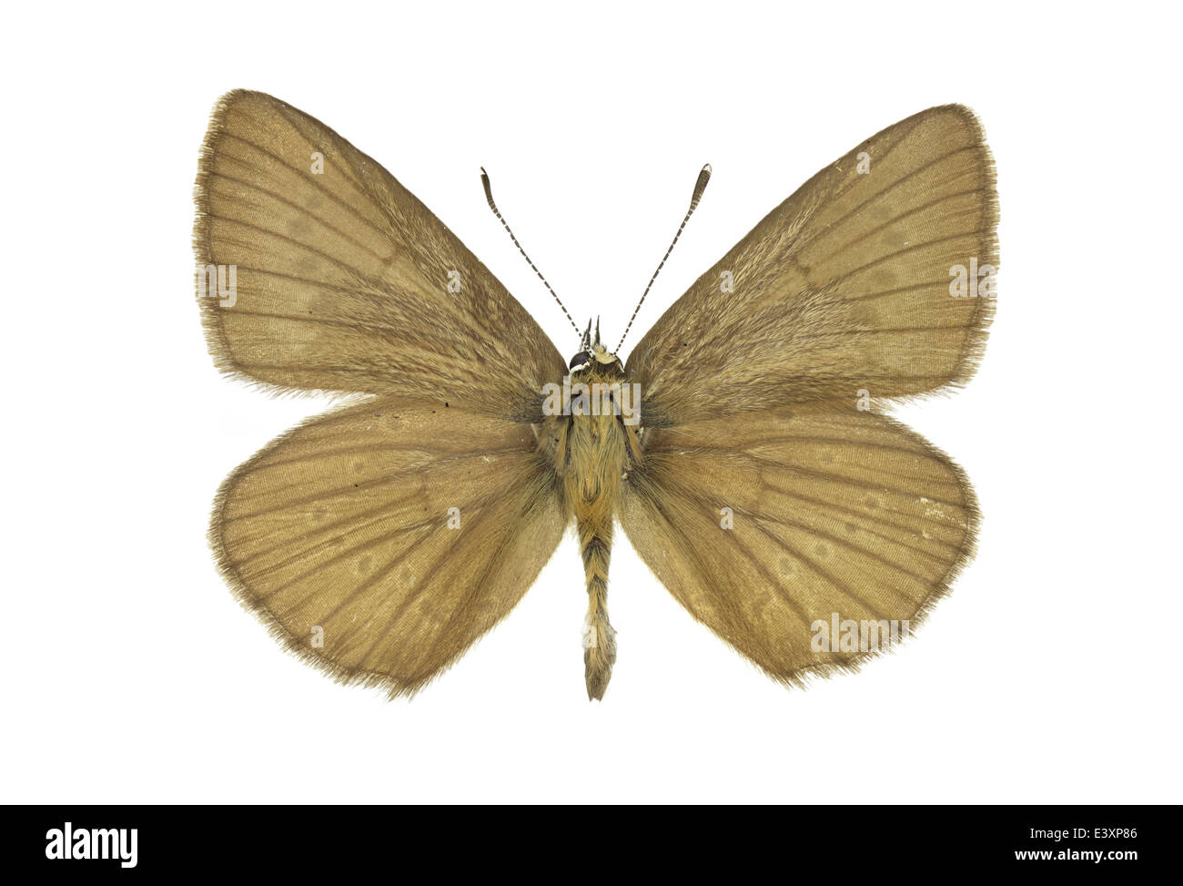 Lepidoptera; Lycaenidae; Polyommatinae; Polyommatus fabressei, Verity 1921 Stock Photo