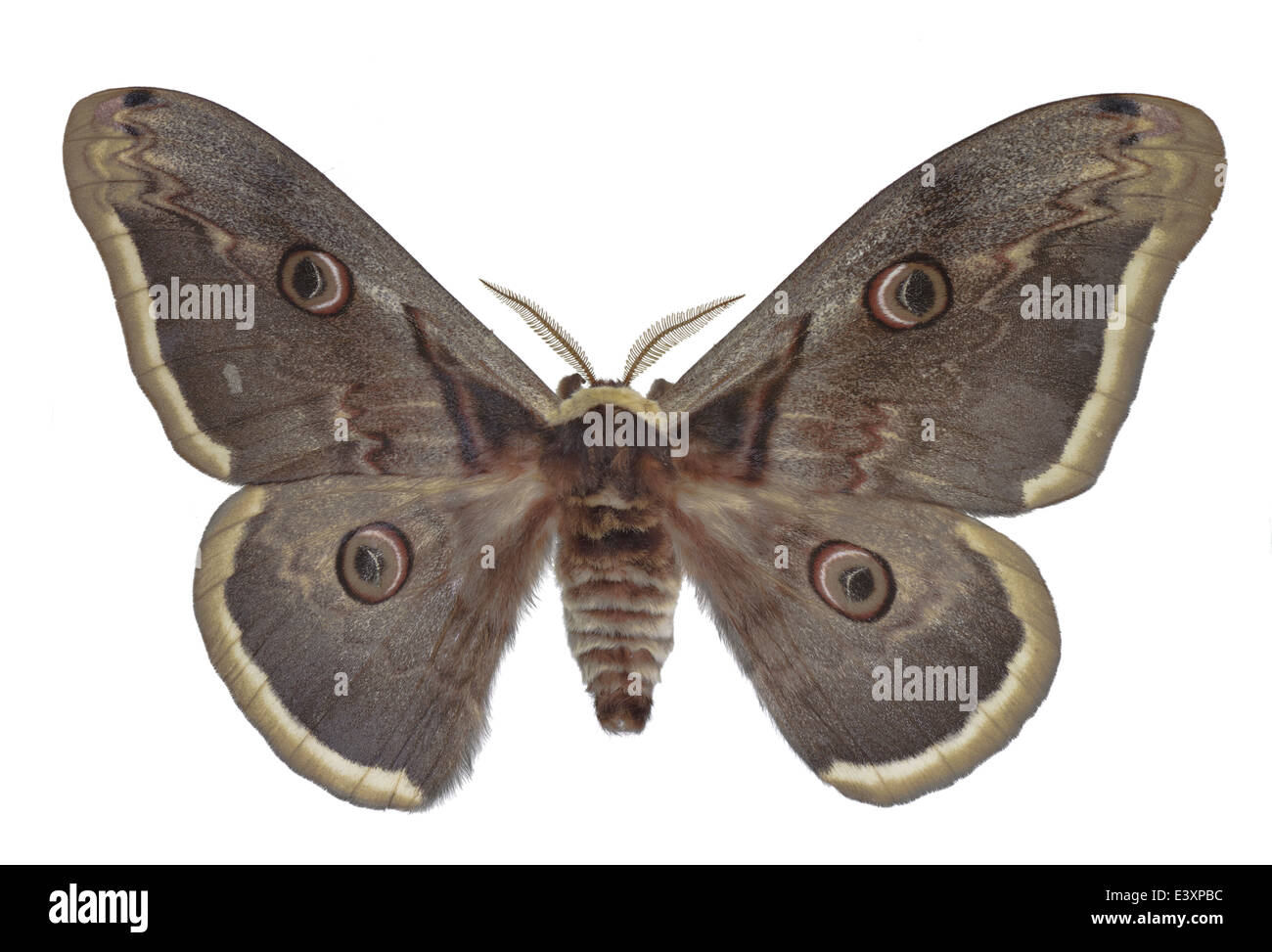Lepidoptera; Saturniidae; Saturnia pyri; Denis & Schiffermüller 1775; Giant Peacock Moth; Stock Photo