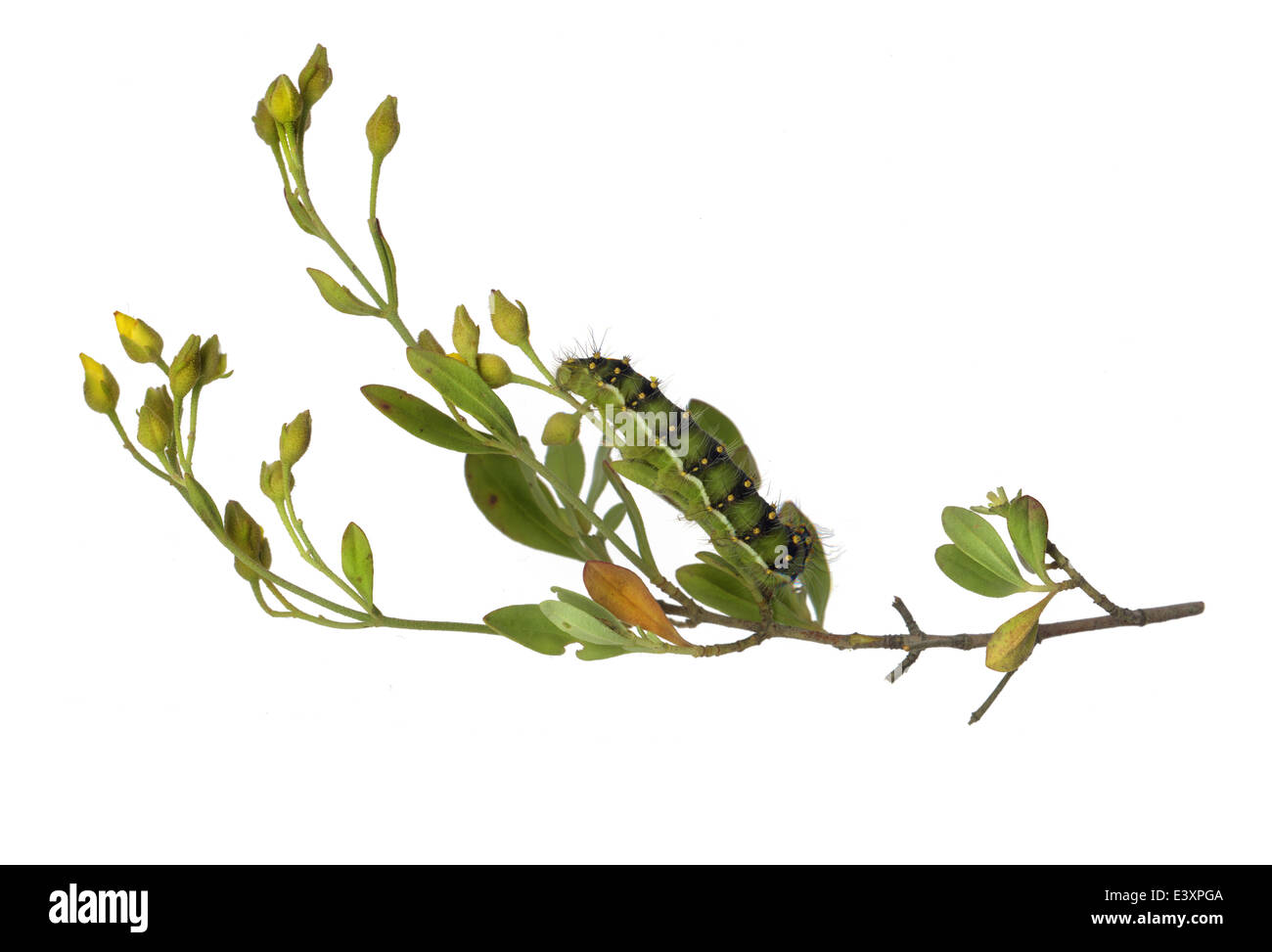 Emperor moth caterpillar hi-res stock photography and images - Alamy