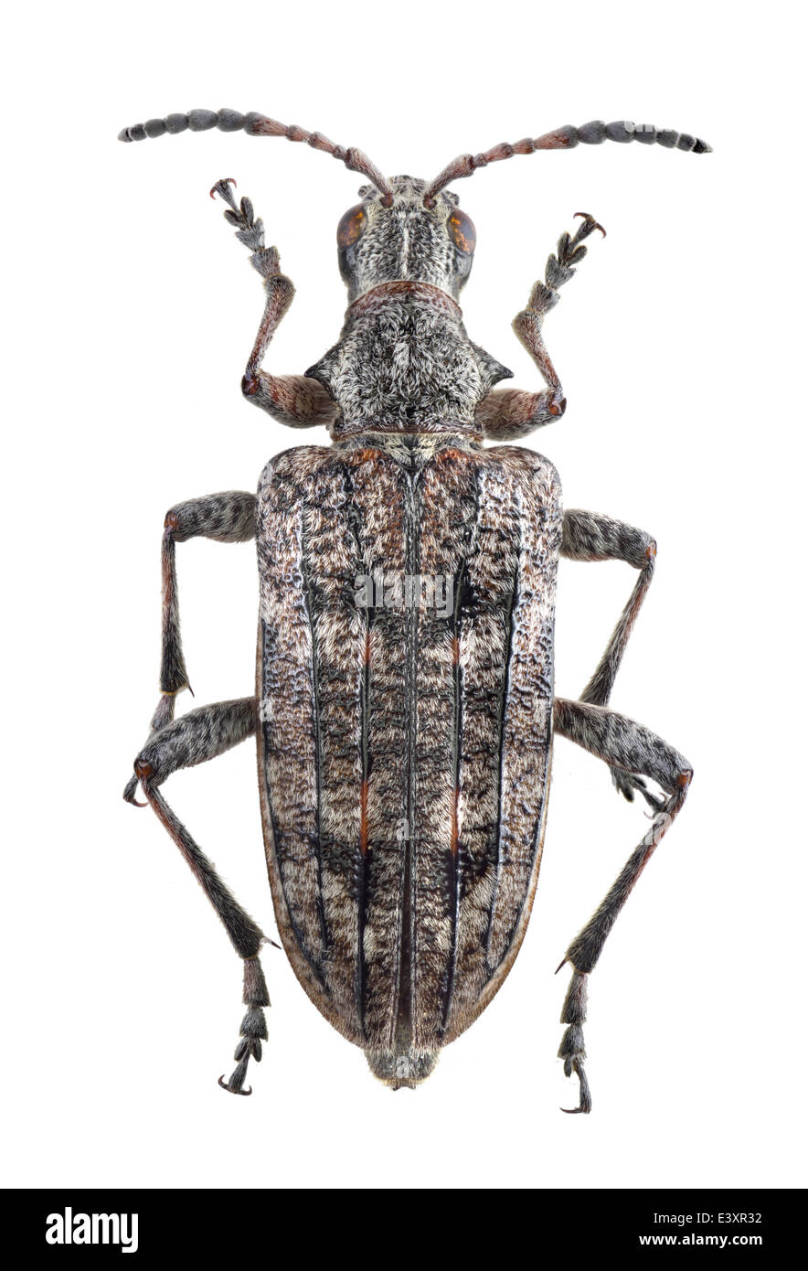Coleoptera; cerambycidae; Rhagium inquisitor; male; Linnaeus 1758; 20 mm Stock Photo