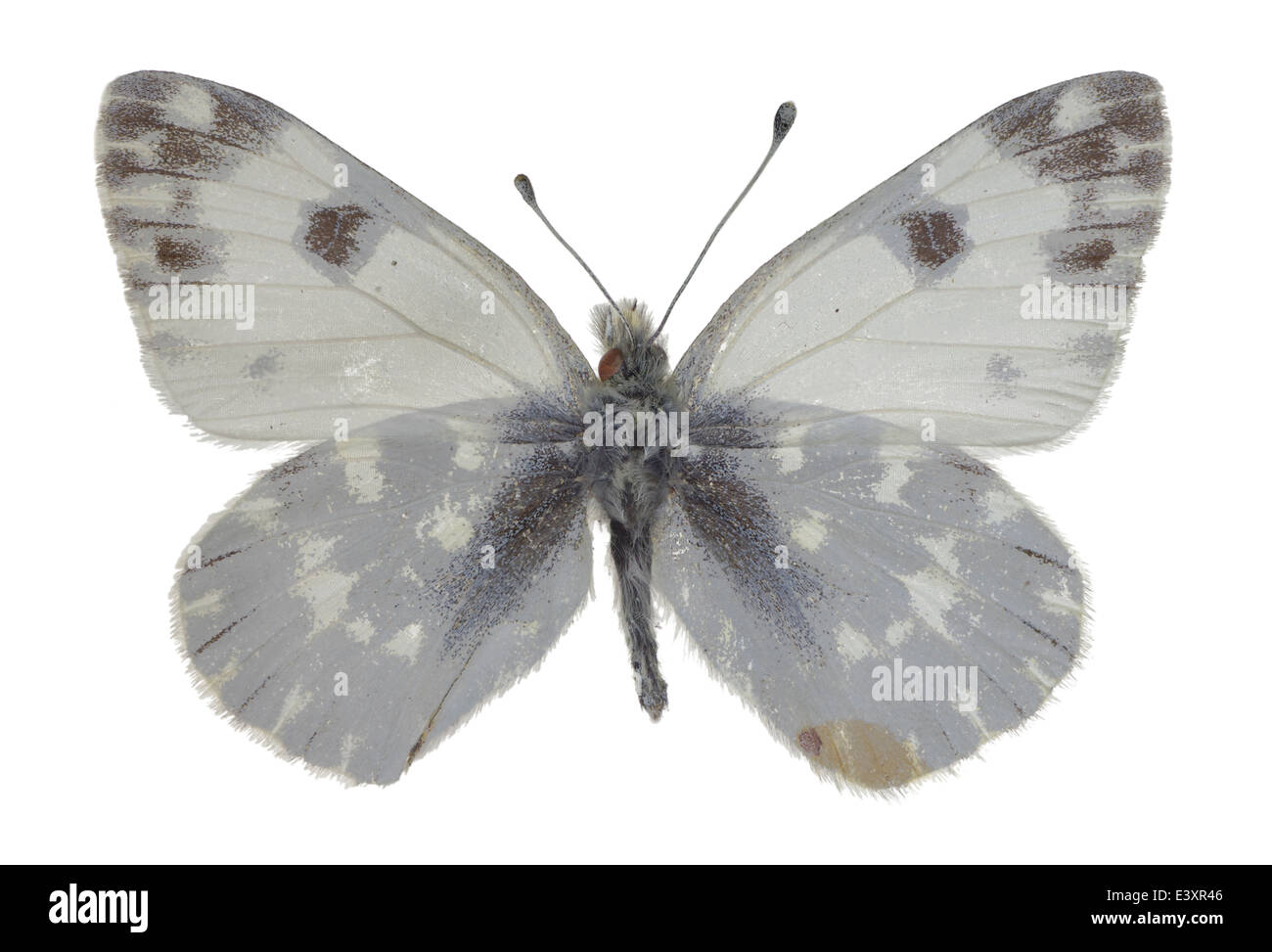 Lepidoptera; Pieridae; Pontia daplicide; Linnaeus 1758; Bath White Stock Photo