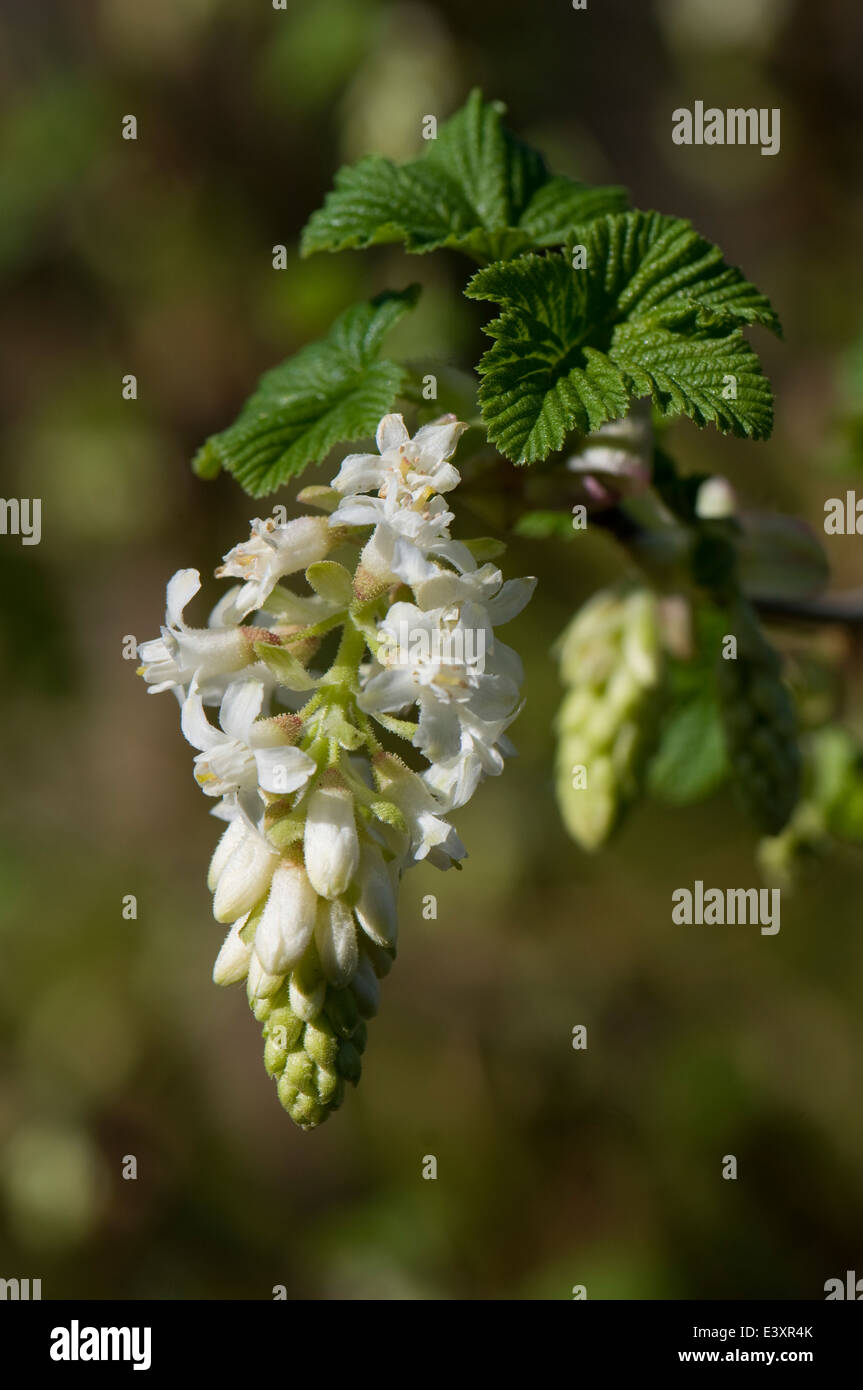 Ribes sanguineum var. glutinosum 'White Icicle'. Sir Harold Hilliers Garden Stock Photo