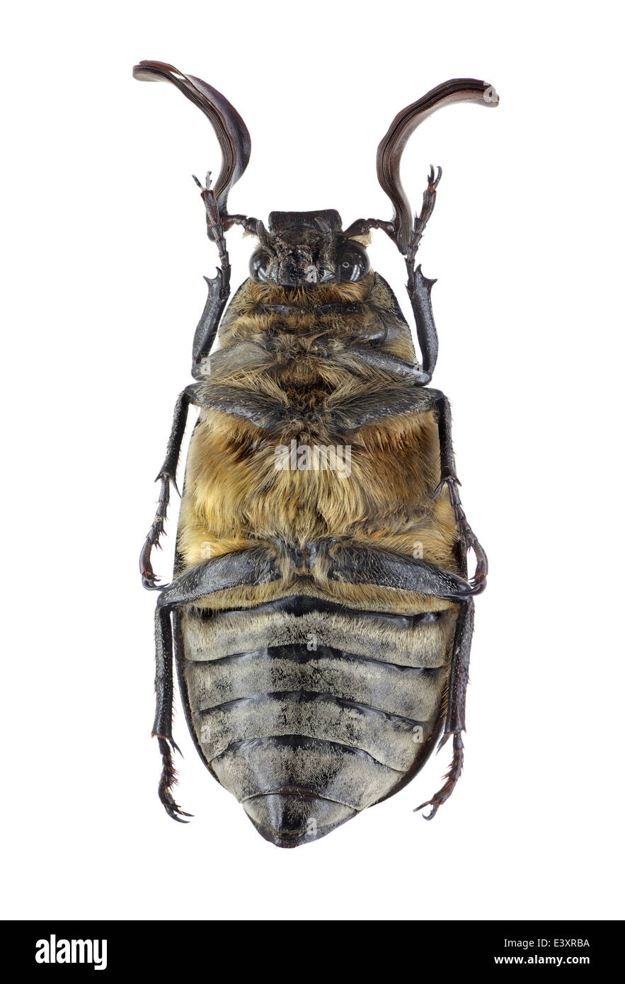 Coleoptera; Scarabaeidae; Polyphylla fullo; Linnaeus 1758; male; Stock Photo