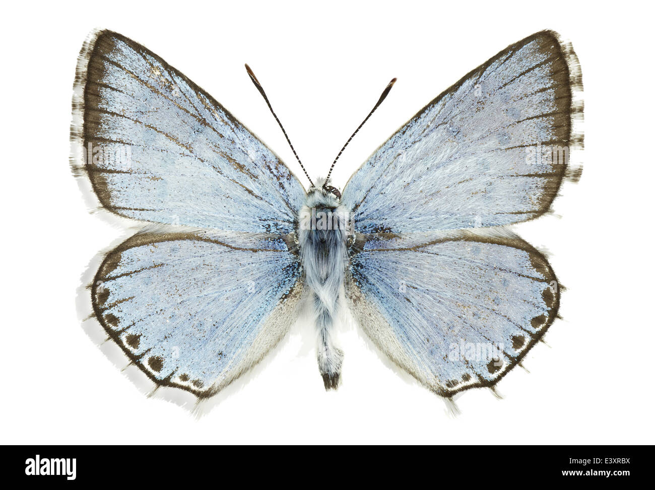 Lepidoptera; Lycaenidae; Polyommatinae caelestissima; Verity 1921 Stock Photo