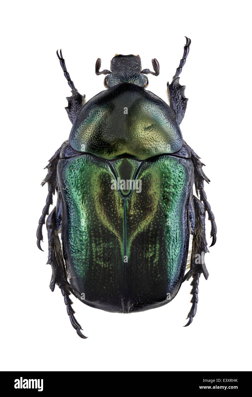 Coleoptera; Scarabaeidae; Protaetia angustata; Germar 1817; L: 25mm; Stock Photo
