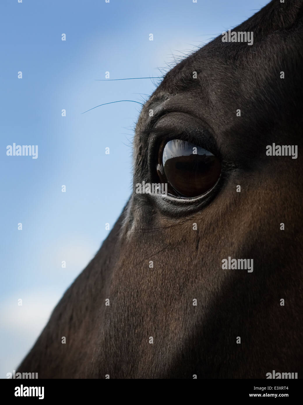 Thoroughbred horse with scarred eye,head shots with head collar Stock Photo