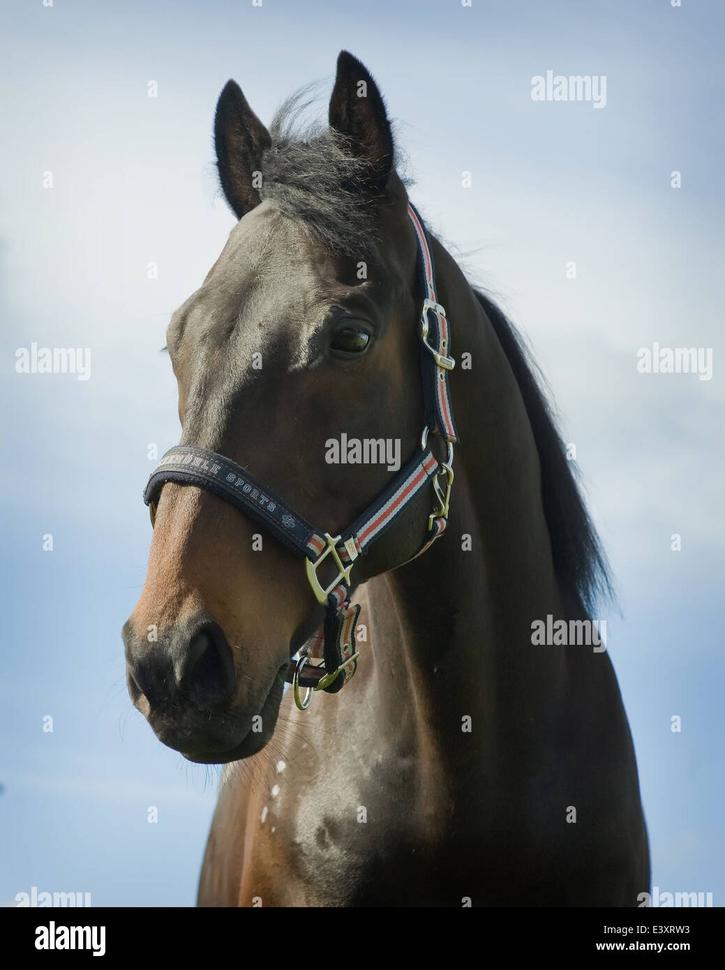 Thoroughbred horse with scarred eye,head shots with head collar Stock Photo
